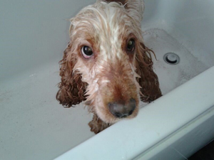 Tufty in the Bath